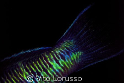 Fishs (detail) - Thalassoma pavo (male) by Vito Lorusso 
